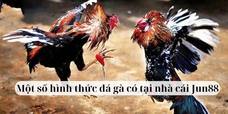 Một số hình thức đá gà có tại nhà cái Jun88