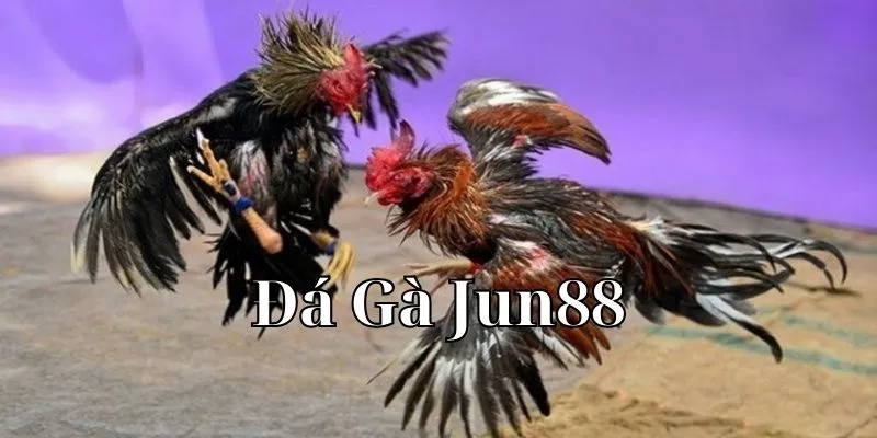 Một vài thông tin về đá gà Jun88